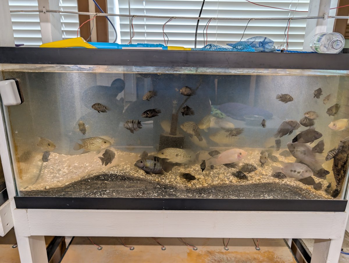 Live black convict fish